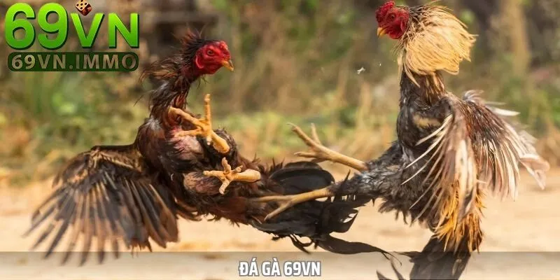 Đá Gà 69vn 3 Hướng dẫn tham gia đá gà cho người chơi
