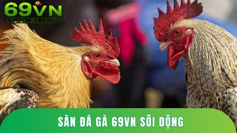 Đá Gà 69vn 1 Sân đá gà 69vn sôi động và hấp dẫn